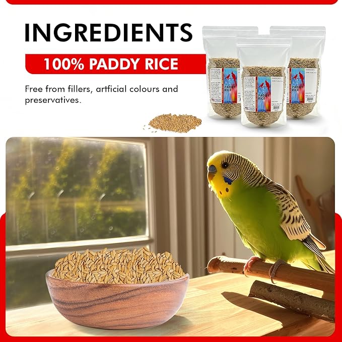 Morning Bird Paddy Rice Bird Seed for Optimal Health & Nutritious Pet Bird Food – Supports Feathers & Immunity – Ideal for All Seed Eating Birds. 4.5 lbs (3-Pack, 1.5 lbs Each)