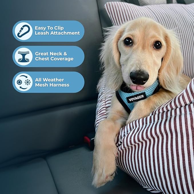 Best Pet Supplies - All Weather Mesh, Reflective, No Pull Harness for Small, Medium Dogs, Cats - Secure with Hook & Loop Fastener, Buckle, Double D-Rings - Baby Blue/Black Trim, XXS