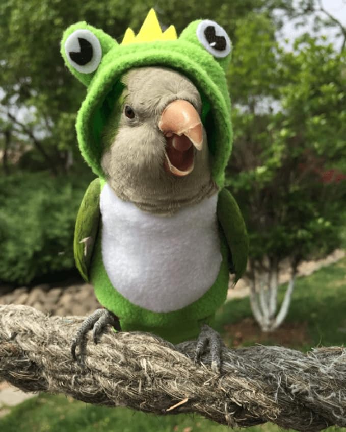 Bird Diaper Flight Suit Frog Shape Hoodie Clothes Cosplay Photo Prop for Parrots Parakeet Cockatiel Sun Conure, Small Animals Apparel (Green With Diaper, Medium)