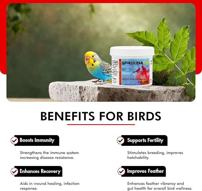 Morning Bird Spirulina, Supplement for Caged Birds, Organic Bird Food Supplement with Vitamins, Proteins, and Amino Acids for Parakeets, Cockatiels, Budgies, Finches, Canaries, and Parrots, 3 oz