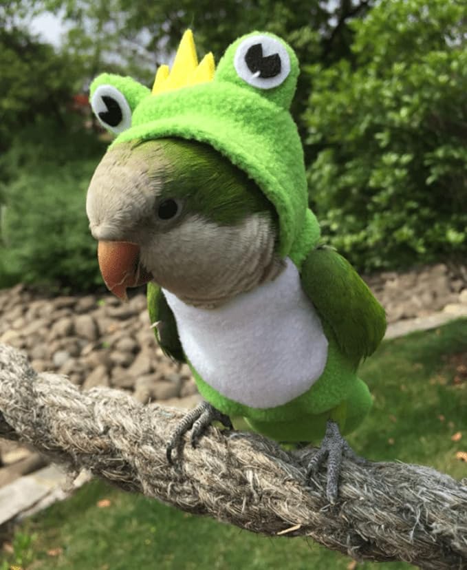 Bird Costume Diaper Flight Suit Frog Shape Hoodie Clothes Cosplay Photo Prop for Parrots Parakeet Cockatiel Sun Conure, Small Animals Apparel (Green with Diaper, Small), (BPF1)