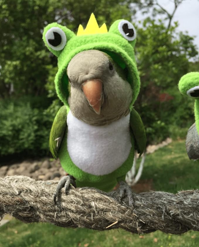 Bird Diaper Flight Suit Frog Shape Hoodie Clothes Cosplay Photo Prop for Parrots Parakeet Cockatiel Sun Conure, Small Animals Apparel (Green With Diaper, Medium)