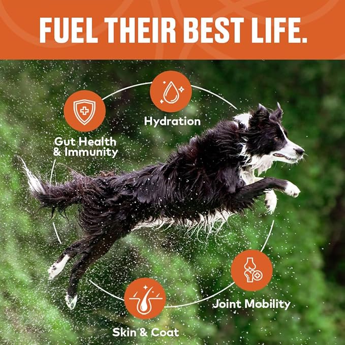 Chicken Bone Broth Concentrate for Dogs - Collagen Protein Supplement for Digestion, Mobility, Coat, Immune System, Joints - Healthy Dog Food Topper - Human Grade, Made in USA (12 oz, 20 Servings)