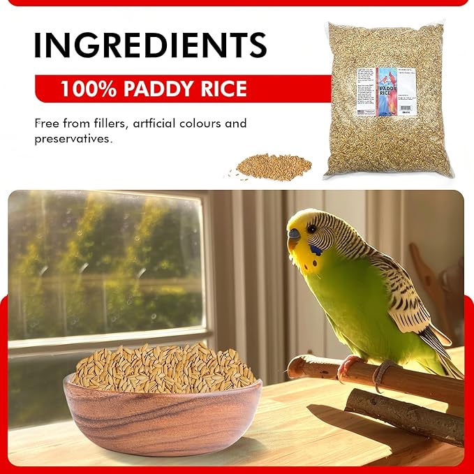 Morning Bird Paddy Rice 9 lbs Bird Seed for Optimal Health & Nutritious Pet Bird Food – Supports Feathers & Immunity – Ideal for All Seed Eating Birds.