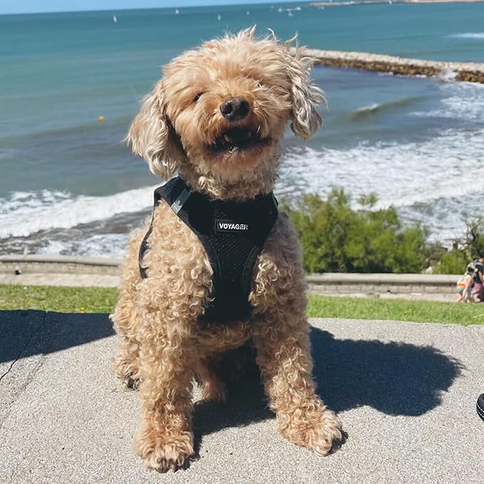 Best Pet Supplies Voyager Step-in Air Dog Harness - All Weather Mesh, Reflective, No Pull Harness for Small, Medium Dogs, Cats - Secure with Hook & Loop Fastener, Buckle, Double D-Rings - Black, L