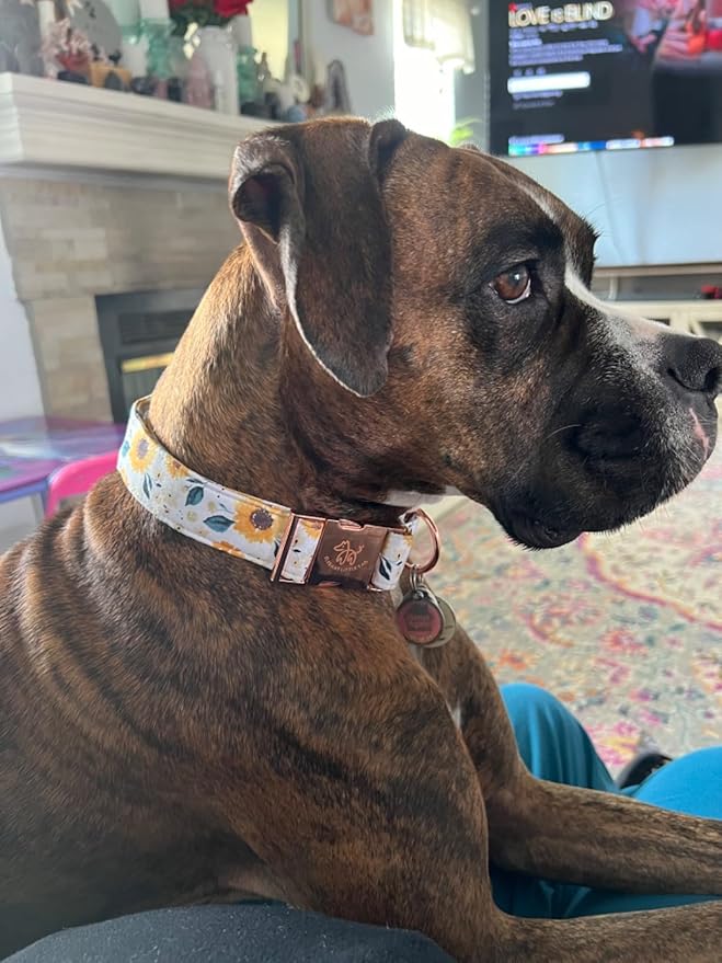Elegant little tail Dog Collar, Sunflower Pattern Pet Collar Durable Cute Dog Collars Summer Fall Female Pet Gift Adjustable Dog Collar for Small Dogs