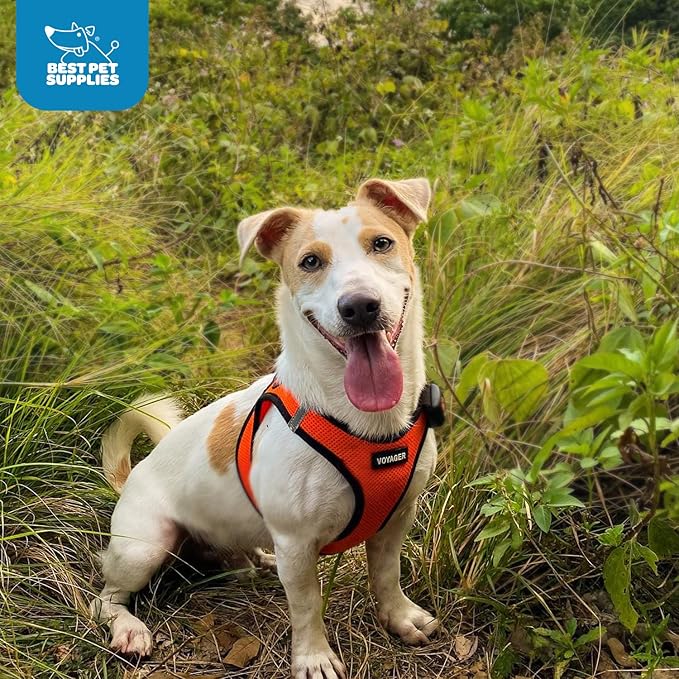Best Pet Supplies - All Weather Mesh, Reflective, No Pull Harness for Small, Medium Dogs, Cats - Secure with Hook & Loop Fastener, Buckle, Double D-Rings - Orange/Black Trim, XS