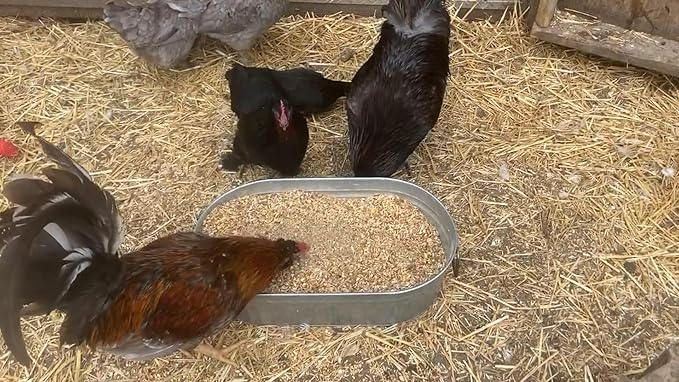 Vital Nutrients: Chicken Vitamins for Feed & Molting Supplement, Egg Booster, Poultry & Chicken Vitamins - Pampered Chicken Mama (1.5 pounds)