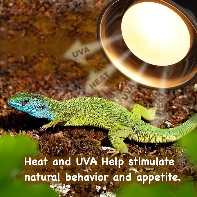 100W 2-Pack Reptile Basking Heat Bulb - UVA Daylight Heat Lamp for Bearded Dragons, Turtles, Snakes, Lizards & Amphibians - Provides Infrared Heat Output & Sunlight Simulation Heating Light