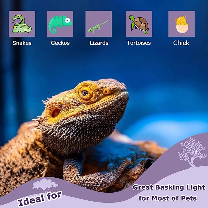 75W Reptile Night Light Bulb – Purple Basking Spot Lamp with Simulated Moonlight for Lizards, Chameleons, Snakes, Turtles, Amphibians – UVA Heat Light – 2-Pack (3.2" Diameter)