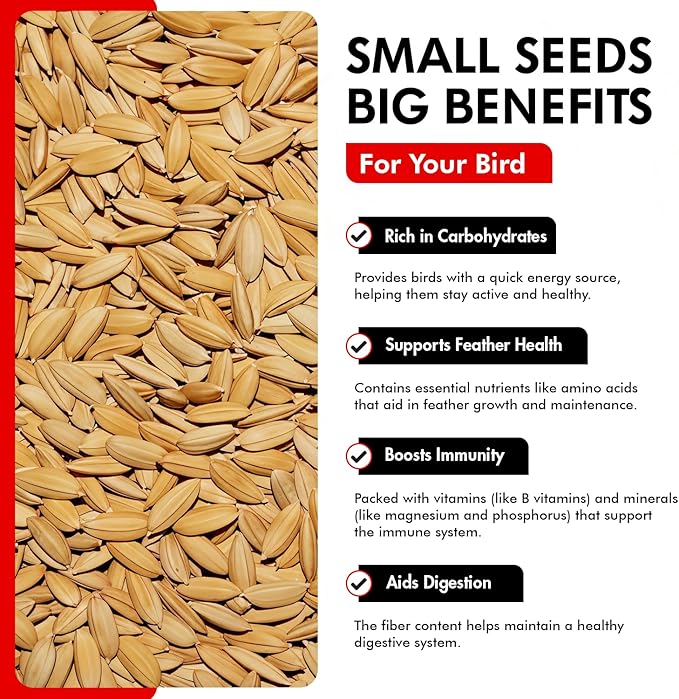 Morning Bird Paddy Rice 1.5 lbs Bird Seed for Optimal Health & Nutritious Pet Bird Food – Supports Feathers & Immunity – Ideal for All Seed Eating Birds.