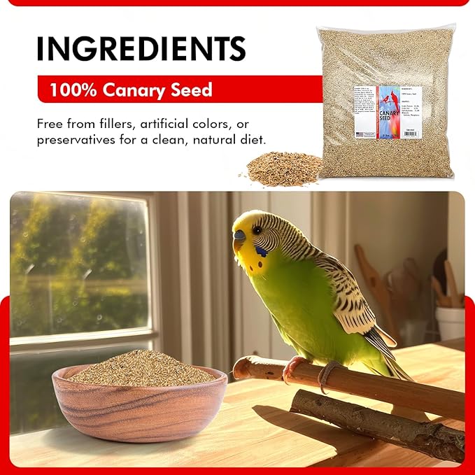 Morning Bird Canary Seed – Nutritional Rich in Vitamins and Supplements for Birds – Ideal for Healthy Feathers and Strong Bones Seed for All Birds Type 9 lbs
