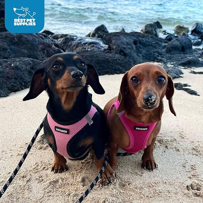Best Pet Supplies Voyager Step-in Air Dog Harness - All Weather Mesh, Reflective, No Pull Harness for Small, Medium Dogs, Cats - Secure with Hook & Loop Fastener, Buckle, Double D-Rings - Fuchsia, XL
