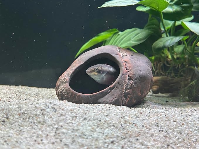 Plecoceramics Cichlid Stone Decoration - Aquarium cave for Cichlids, Betta, Small Fish - Fish Tank Hideway Decor - Betta Toys Hideout Stones House (Magma Stone Small)