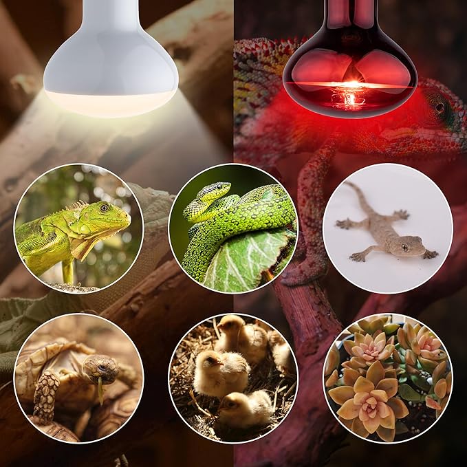 Heat lamp Bulbs Day & Night Combo, 100 Watt UVA Daylight Basking Spot Light and Red Infrared Heating Light for Bearded Dragon, Turtle, Lizard, Snake, Tortoise, Chameleon, Amphibians - 2 Pack