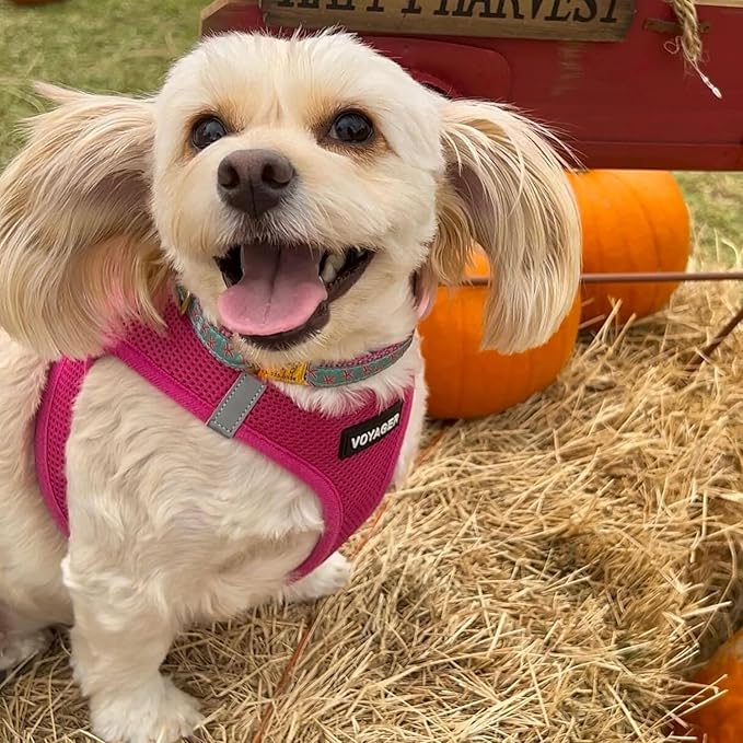 Best Pet Supplies Voyager Step-in Air Dog Harness - All Weather Mesh, Reflective, No Pull Harness for Small, Medium Dogs, Cats - Secure with Hook & Loop Fastener, Buckle, Double D-Rings - Fuchsia, XL