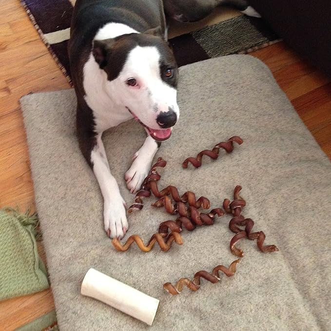 Pawstruck All-Natural 6" Bully Stick Springs for Dogs - Fun, Challenging, Rawhide-Free, 100% Beef, Single Ingredient Chew Bones - Fully Digestible, Low Odor - 10 Pack - Packaging May Vary