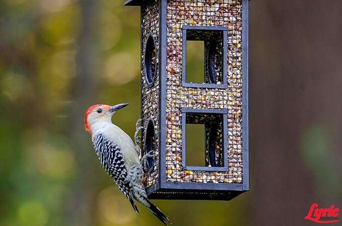 Lyric Woodpecker Wild Bird Seed, No Waste Bird Seed with Nuts, Dried Fruit & Shelled Seeds - 20 lb. Bag