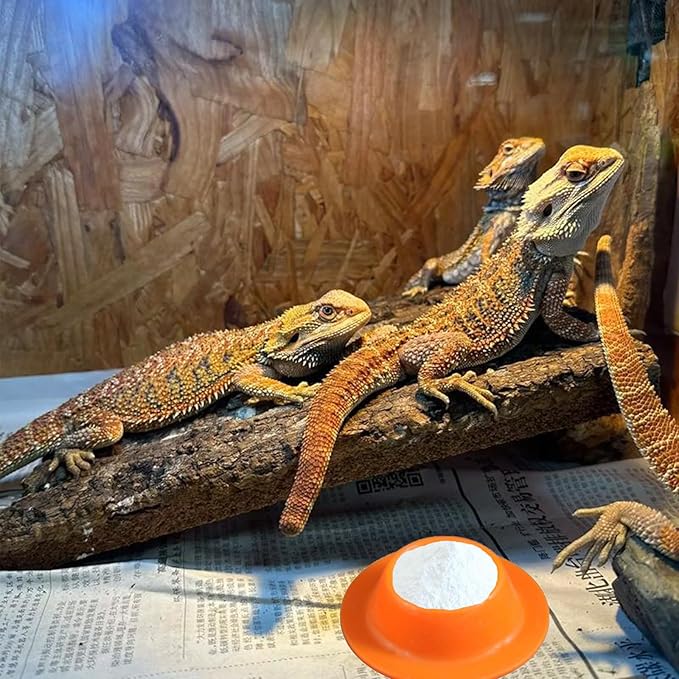 2 Pack Leopard Gecko Food Dish Gecko Calcium Dish Reptile Water Food Bowl Calcium Bowl for Bearded Dragon Lizard Turtle Gecko Jumping Spider