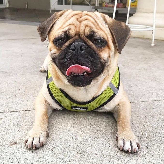 Best Pet Supplies - All Weather Mesh, Reflective, No Pull Harness for Small, Medium Dogs, Cats - Secure with Hook & Loop Fastener, Buckle, Double D-Rings - Lime Green/Black Trim, XXS