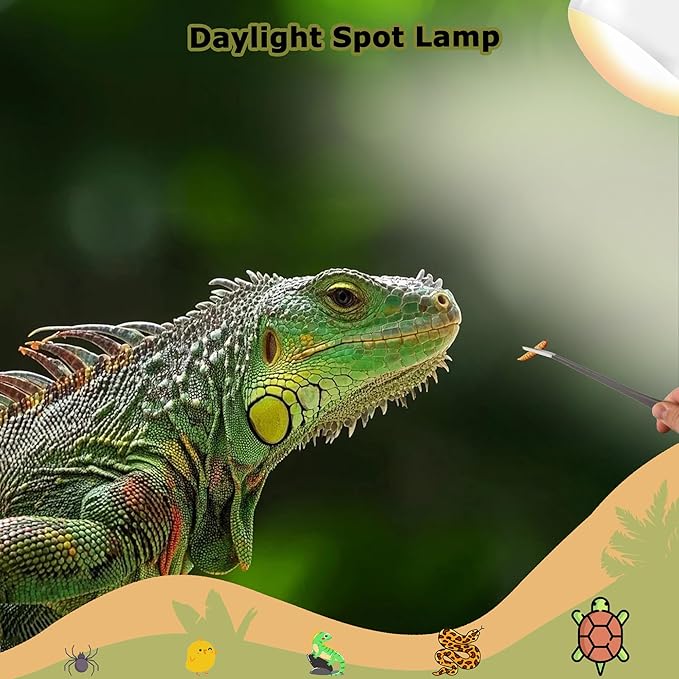 75W Reptile Heat Lamp Bulbs, 2.5 Inch UVA Amphibian Basking Spot Light for Bearded Dragon, Lizard, Tortoise & Chicks – Simulated Sunlight, Daylight Bulb for Aquariums and Tanks | 2 Pack