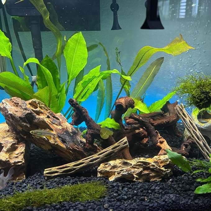 10 Pcs Natural Small Driftwood for Aquarium, Aquarium Driftwood Freshwater 2-4 Inch, Assorted Size Mopani Wood, Twisted Branches for Fishtank Accessories, Reptile Terrariums Decorations