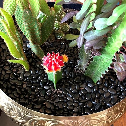7lb 1/4" Small Pebbles Black for Plants,Potting,Succulents Aquarium Fish Tank Vases Decorative Garden Polished Gravel Rocks Stones
