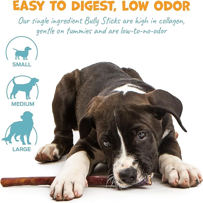 Standard Beef Bully Sticks for Large Dogs - Long Lasting Dog Chews for Aggressive Chewers - No Hide Dog Chews for Large Dogs - 12" (8ct)