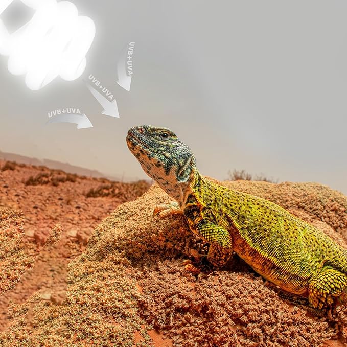 UVB 105.0 Reptile Light 13W, Compact Fluorescent Lamp,Coil UVB Desert Bulb–Lighting for Bearded Dragons, Lizards, Tortoises, Snakes, Geckos, Amphibians & Small Reptile Tanks