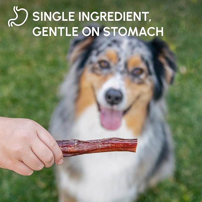 Downtown Pet Supply 6-inch Bully Sticks for Dogs, Pack of 30 - Single Ingredient, Nutrient-Rich and Odor Free Bully Sticks for Dogs - Rawhide Free Dog Chews Long Lasting and Non-Splintering