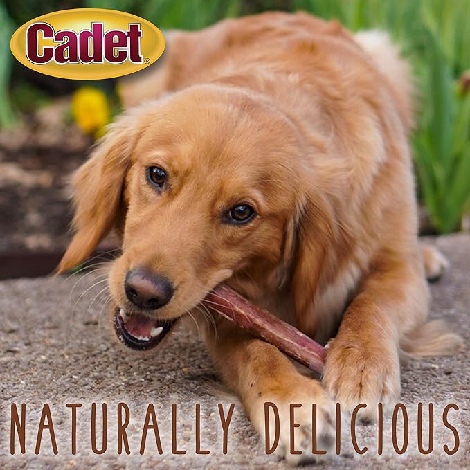 Cadet Bully Sticks for Small Dogs – All-Natural Beef Pizzle, High Protein, Low Fat, Long-Lasting, Grain & Rawhide-Free Dog Chews for Aggressive Chewers, Small (25 Count)