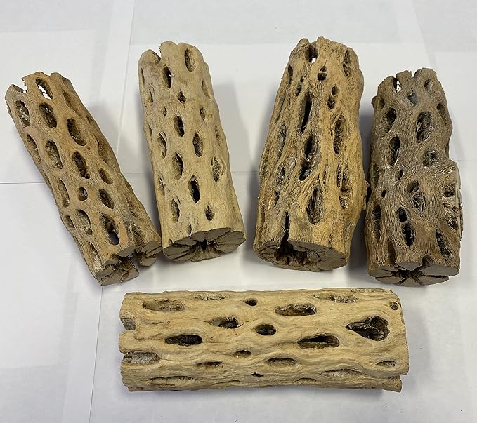 Awesome Aquatic 6 in x 2-3” Thick XL Teddy Bear/Chain Fruit/Buckhorn/Staghorn Cholla Wood Hollow Tube Wood Cactus Skeleton Tubes Thick/Diameter (6 in x 2-3 in Diameter)