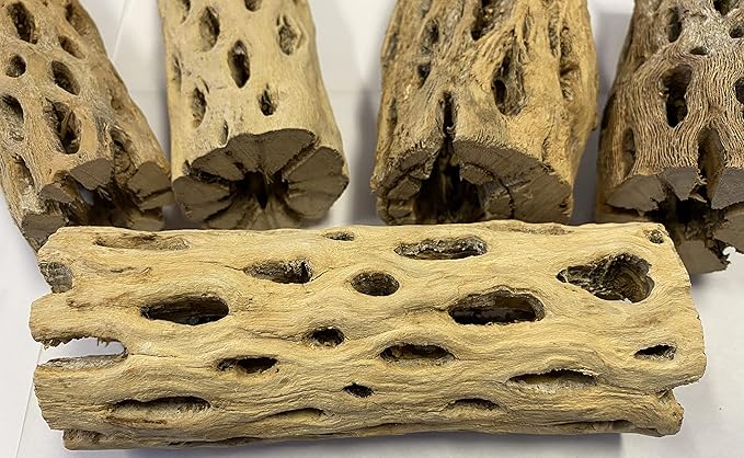 Awesome Aquatic up to 2 in Thick XL Teddy Bear/Chain Fruit/Buckhorn/Staghorn Cholla Wood Hollow Tube Wood Cactus Skeleton Tubes (6 in x up to 2 in)