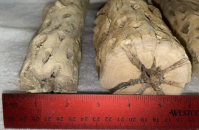Awesome Aquatic 12 inch 2-3” Thick XL Teddy Bear/Chain Fruit/Buckhorn/Staghorn Cholla Wood Hollow Tube Wood Cactus Skeleton Tubes 12” x 2-3” Thick/Diameter (12 in x 2-3 in Diameter)