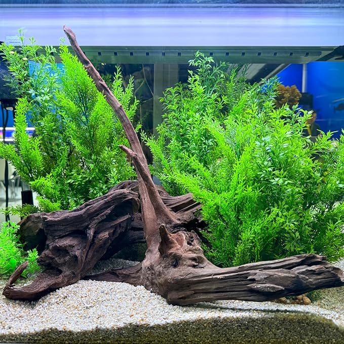 Natural Driftwood Spider Wood Branches Fish Tank and Reptile Terrarium Decor Assorted Sizes for Aquariums and Lizard Habitats (11-14 inch (Pack of 2), Mopani Driftwood)