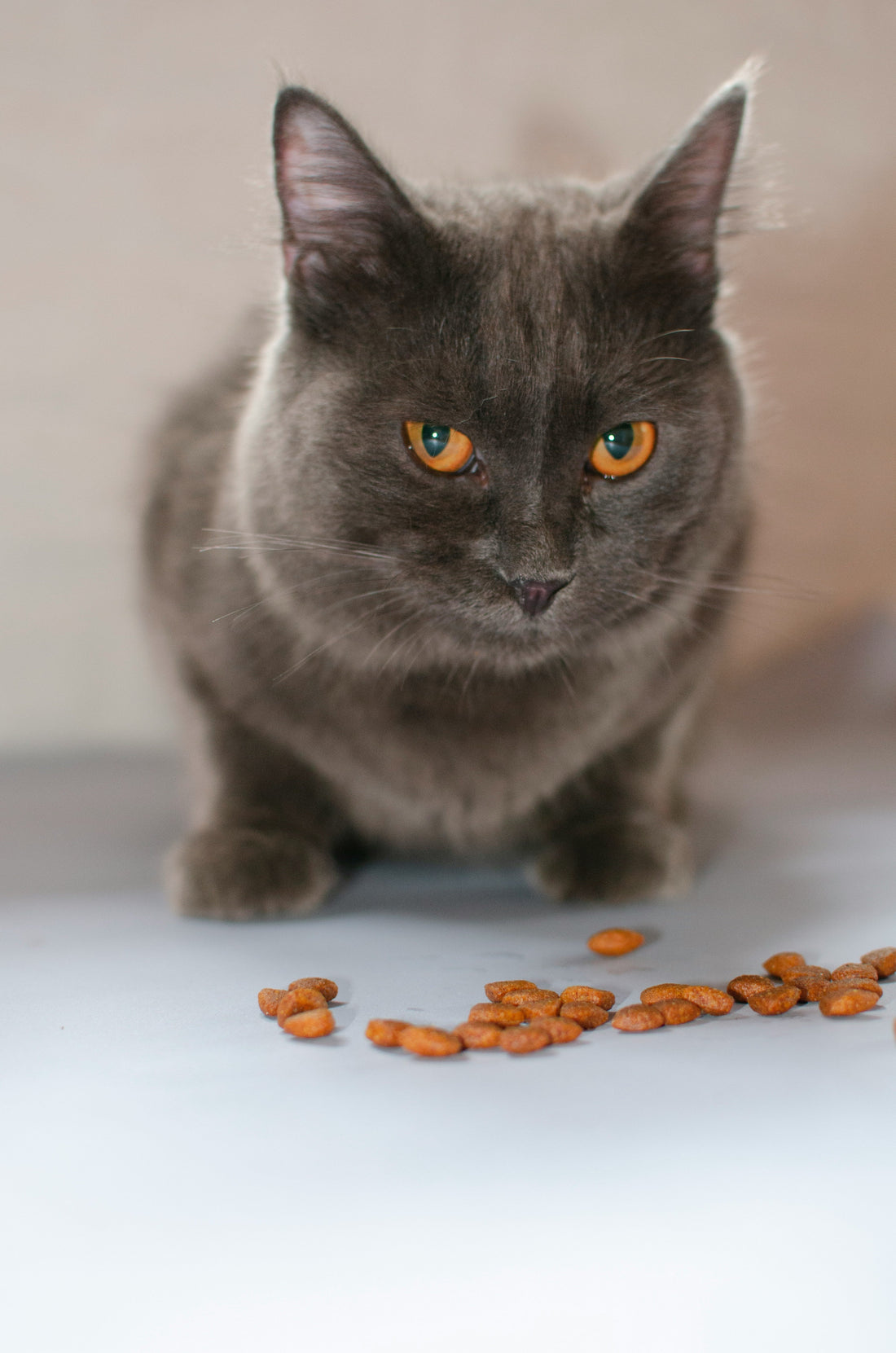 How to Choose the Best Cat Food for Allergies, Weight Management & Overall Health