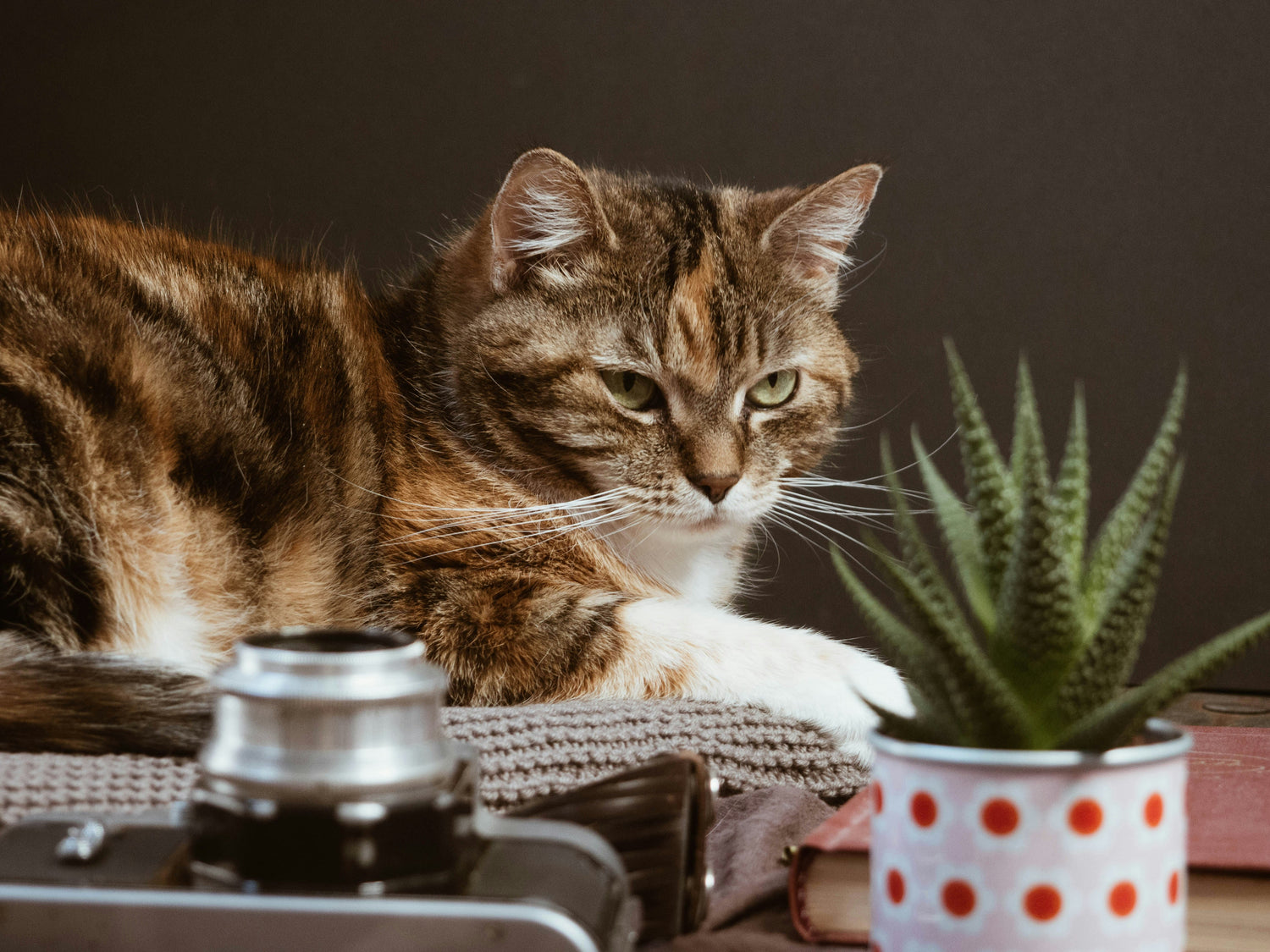 "Daily Cat Vitamin Supplement Supporting Immune System