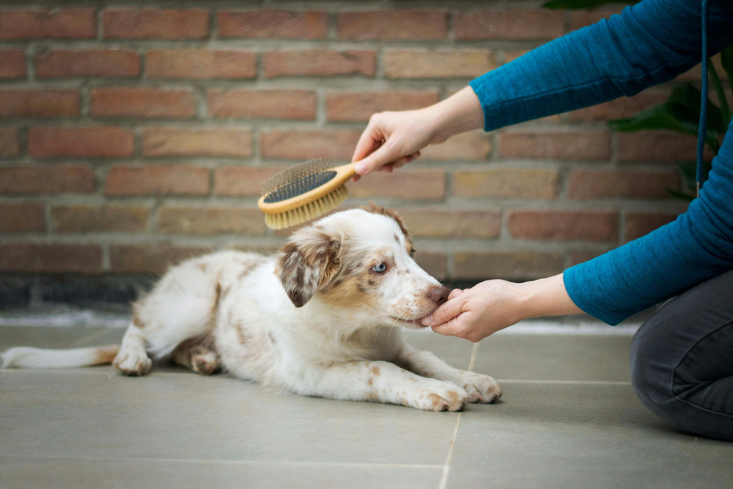 Soft bristle dog brush for gentle grooming and shiny coat