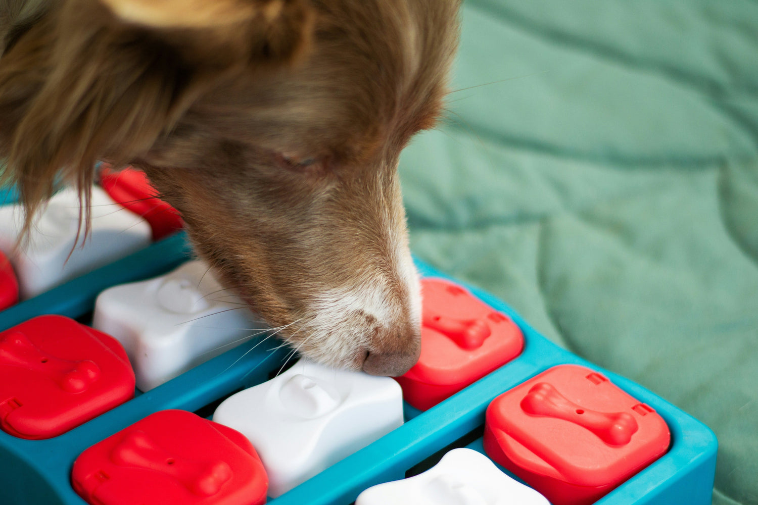 Interactive dog puzzle toy for mental stimulation and slow feeding.