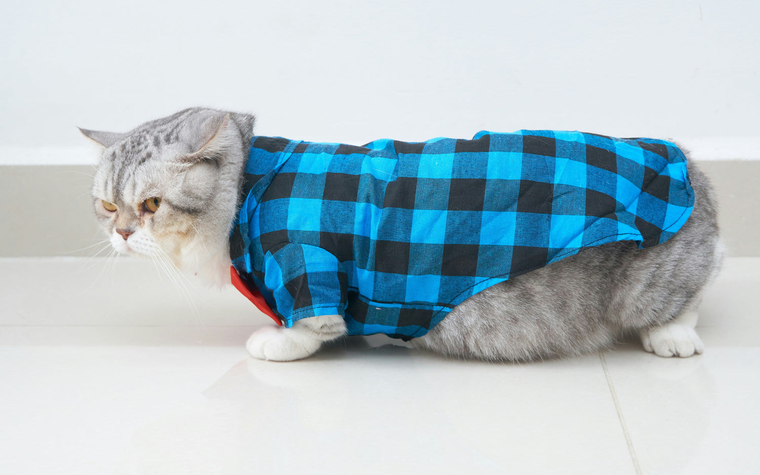 Soft cotton cat clothes for indoor comfort and warmth