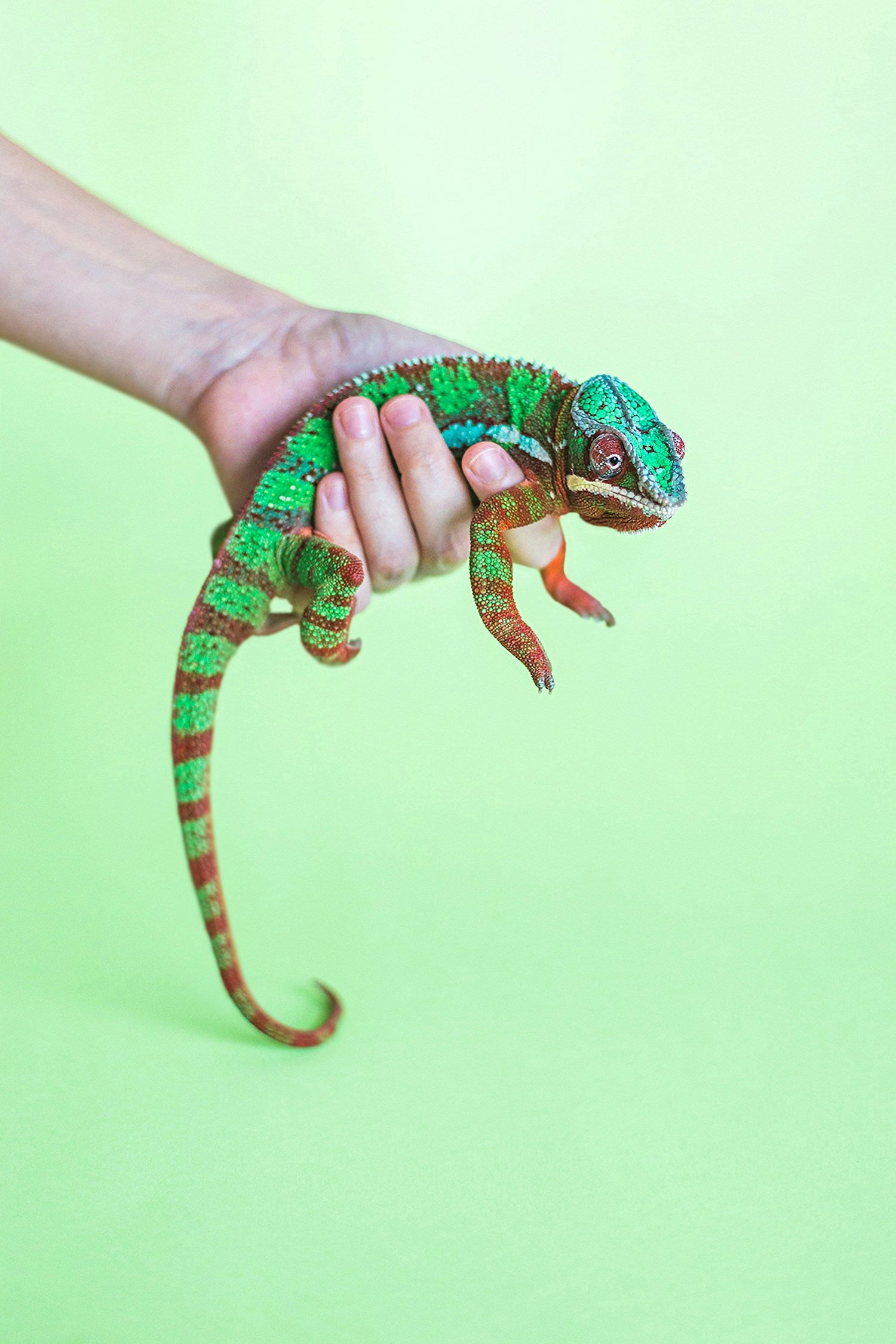 Natural rock-style reptile hide cave for lizards and snakes in terrarium