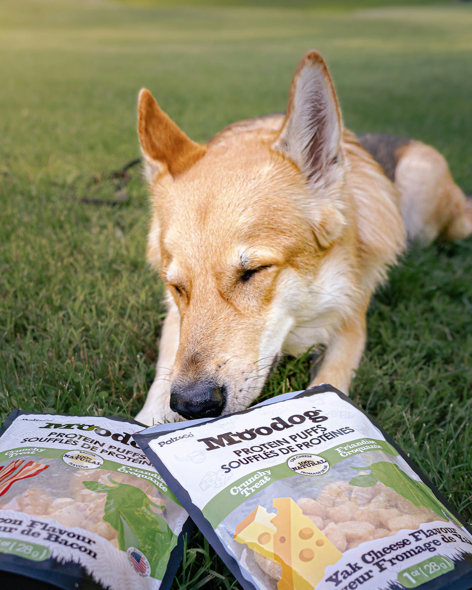 Natural dog itch relief spray for dry and irritated skin