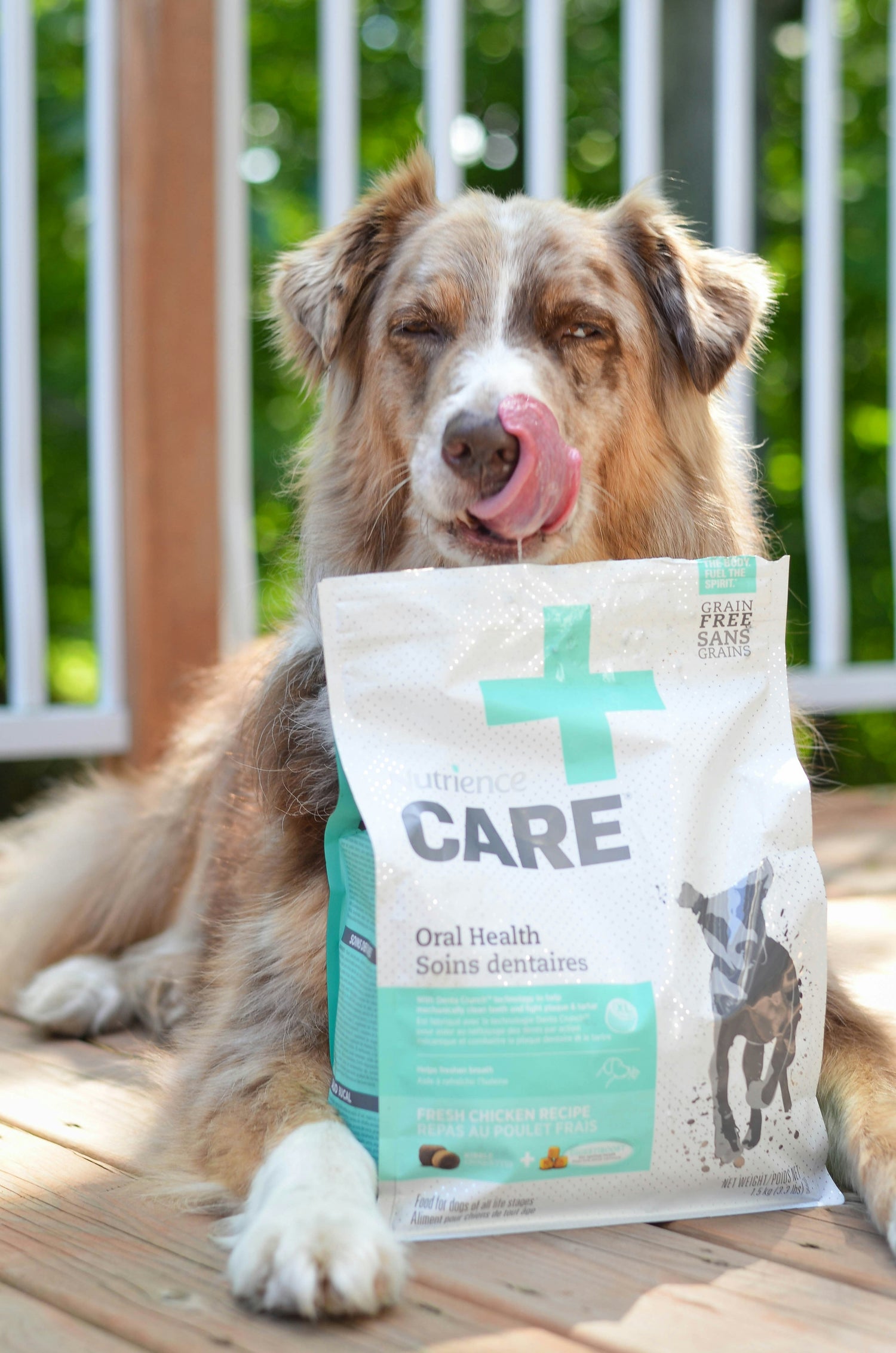 Premium dog probiotics for digestive health and immune support