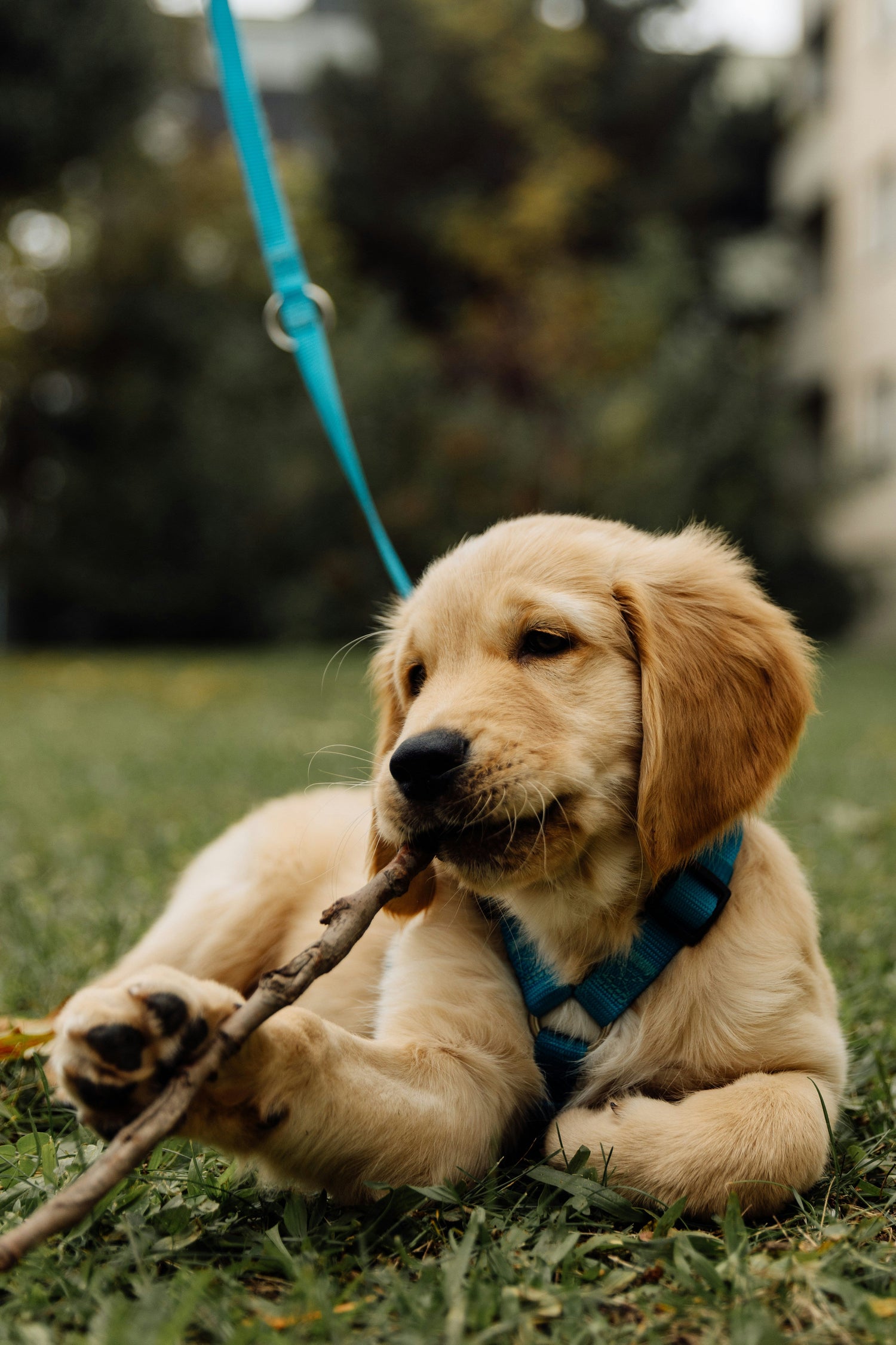 Soft padded dog harness for small and medium dogs