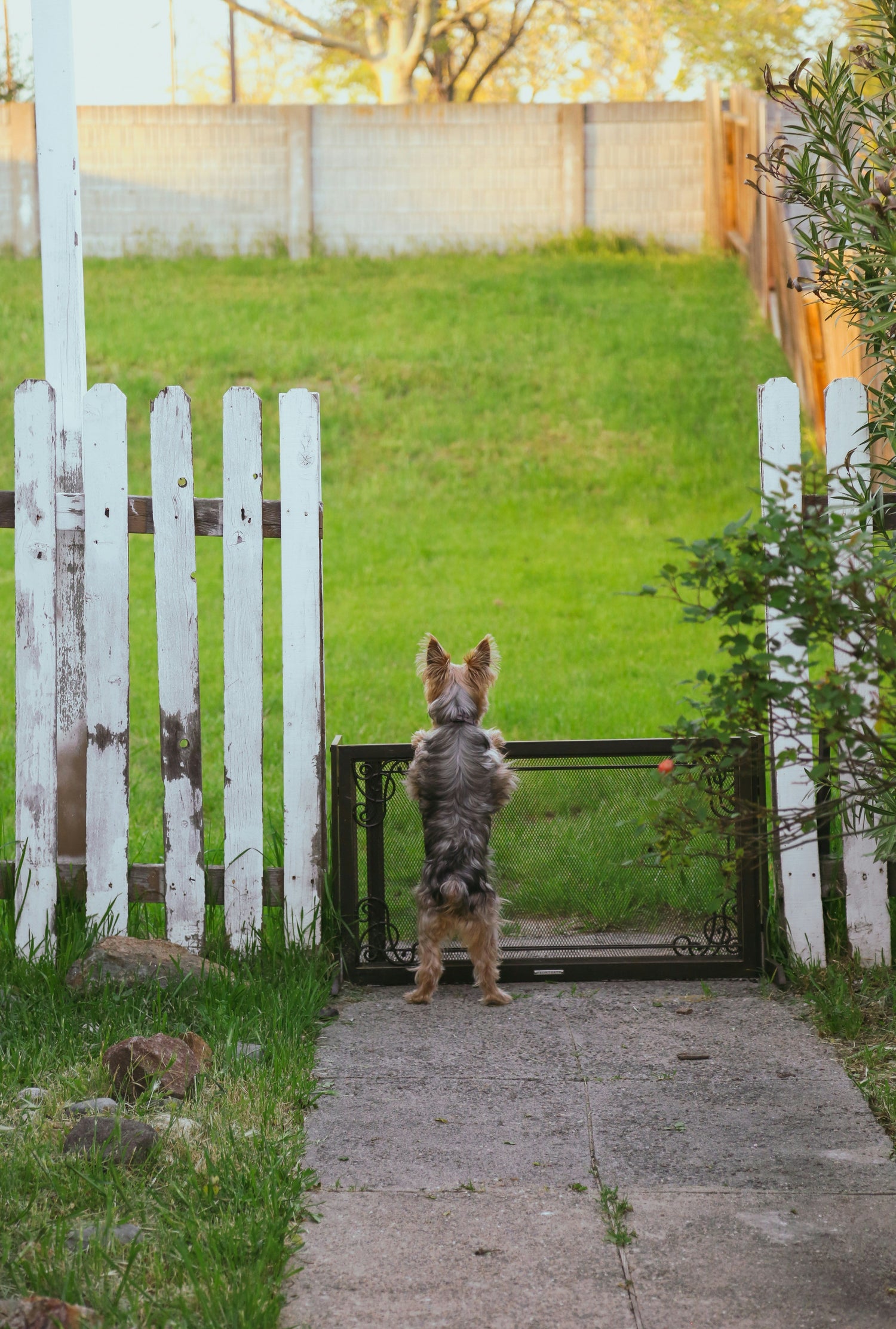 Heavy-duty wooden dog gate with chew-resistant design, suitable for large breeds