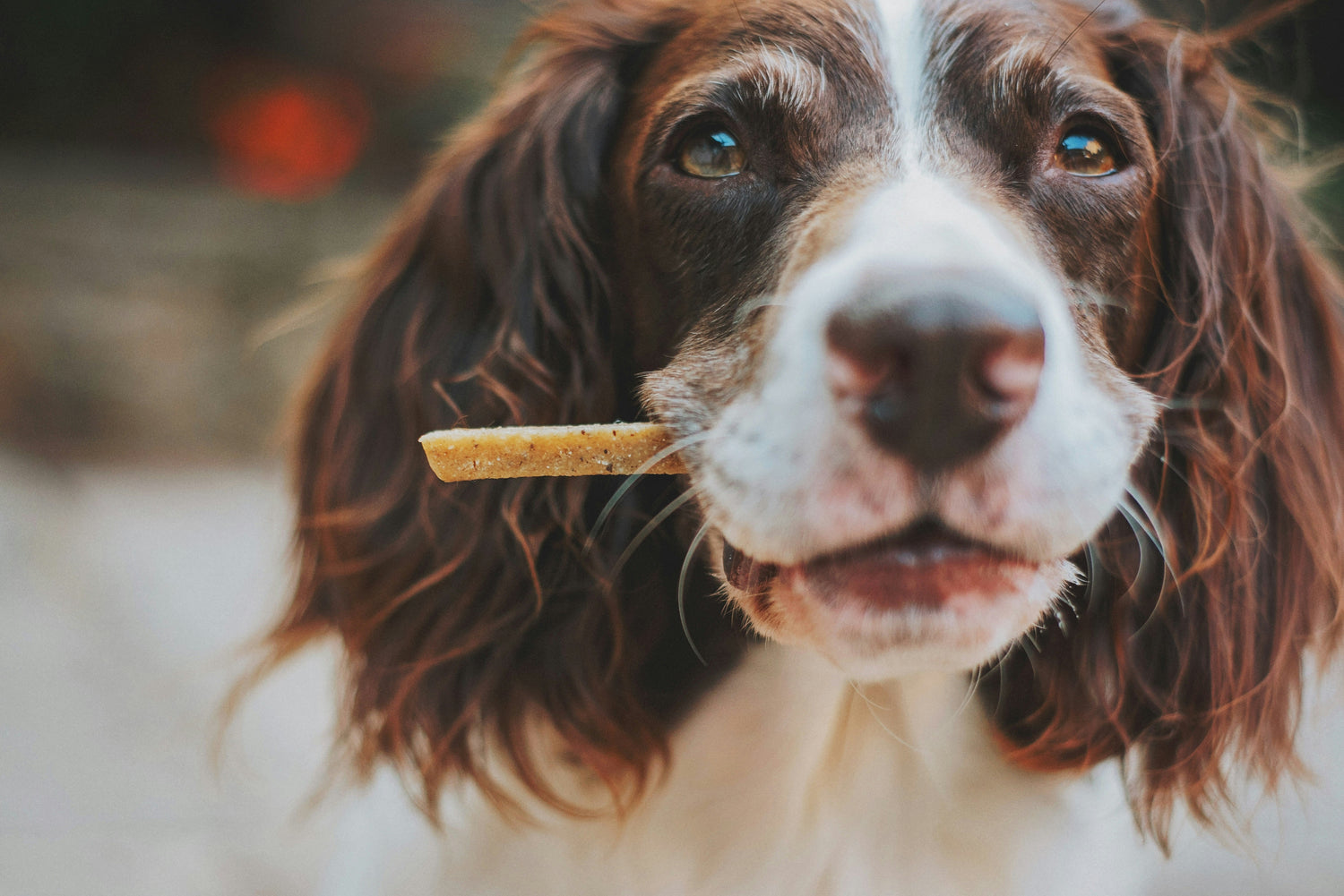 Natural beef bully sticks for dogs, long-lasting chew treat