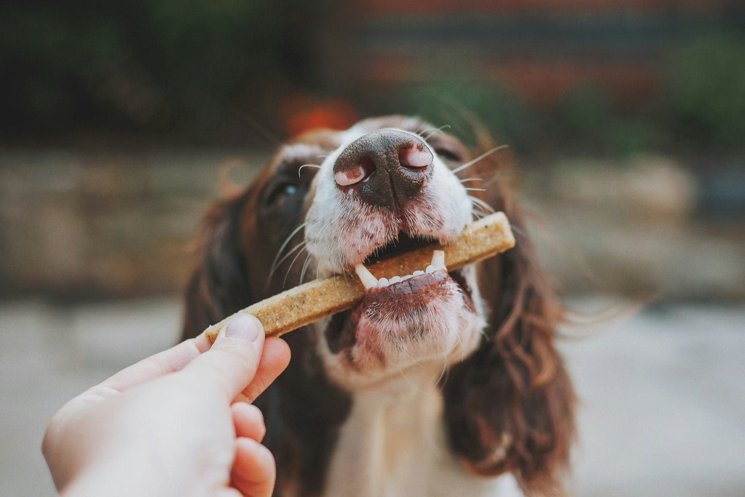 Natural dog bully sticks and soft chewy treats for daily reward