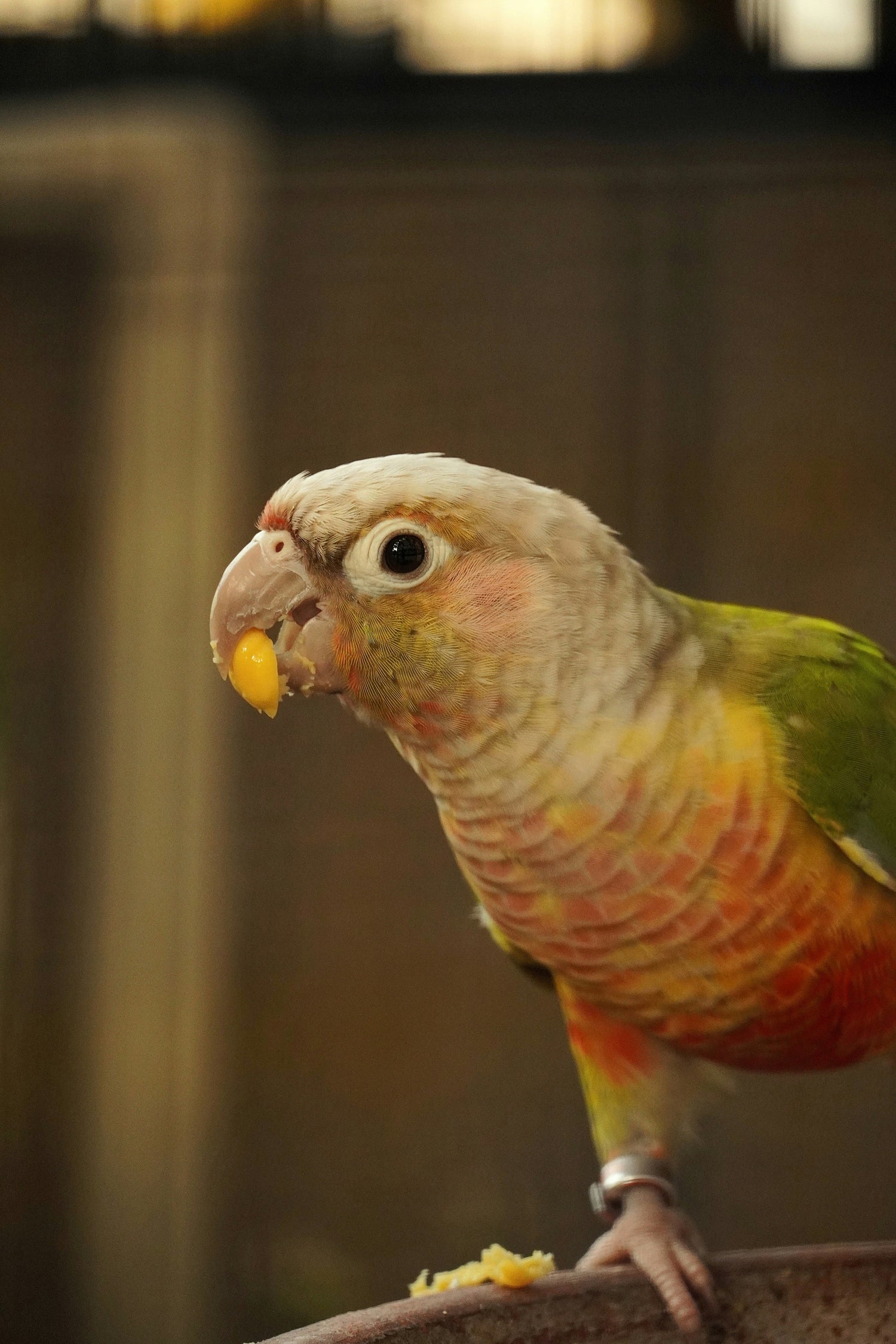Premium parrot toy made with natural wood and colorful ropes for enrichment