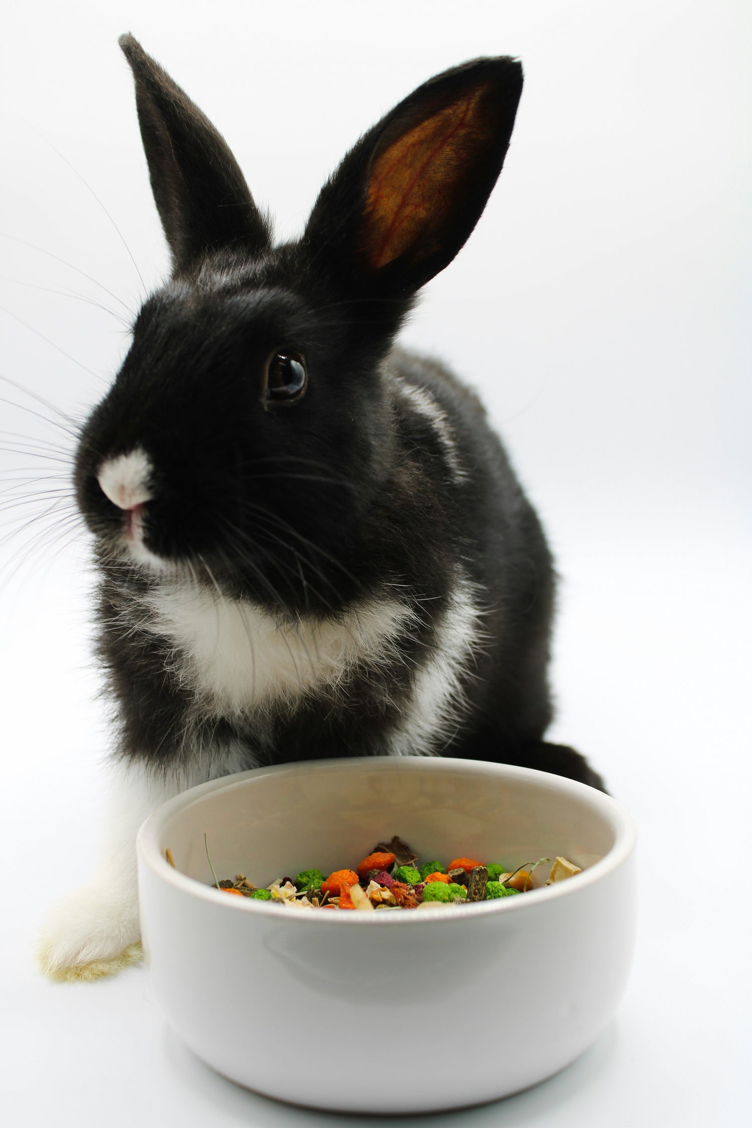 Alfalfa‑based rabbit food mix for young and pregnant rabbits, rich in calcium and protein