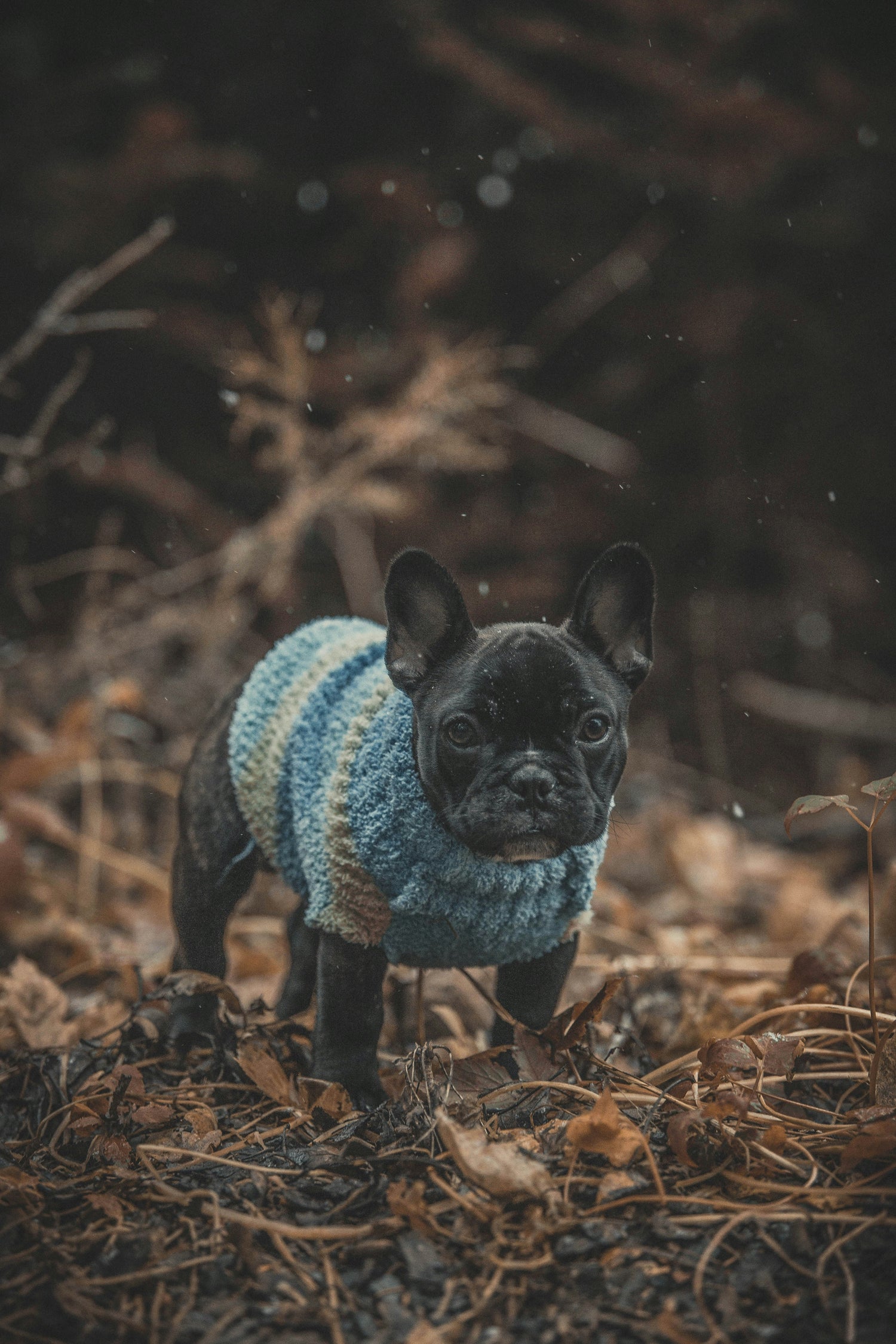 Cozy knitted pet winter sweater for small dogs and cats